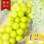 シャインマスカット 1.2kg以上