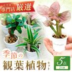 京丹後の専門店が厳選 観葉植物5点セット