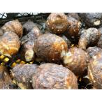 里芋 土垂 どだれ 1000g