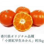 小原紅早生みかん 3kg