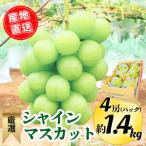 ふるさと納税 広川町 【2026年8月下旬より順次発送】シャインマスカット4P 約1.4kg(広川町)