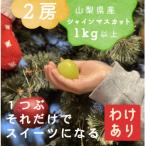 ショッピングふるさと納税 シャインマスカット ふるさと納税 山梨市 【2026年1月発送】【訳あり】冬に食べられる シャインマスカット 2房 (計1kg以上)山梨産