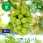 岡山 花笑み農園のシャインマスカット 500g以上