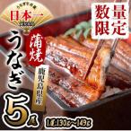 ふるさと納税 志布志市 鹿児島県産 伊崎田のうなぎ蒲焼【約130g】×5尾(計約650g) b8-033
