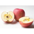 ショッピングふるさと納税 先行予約 ふるさと納税 千曲市 【2026年先行予約】りんご サンふじ 約5kg