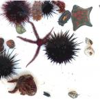 fu.... налог подлинный журавль блок [ море. Mu jiam.. живое существо наблюдение .* море. природа реальный чувство ..] участие расходы 2000 иен минут купон 