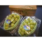 ショッピングふるさと納税 シャインマスカット ふるさと納税 磐田市 【先行受付】【150口限定】シャインマスカット　2房(2026年9月中旬〜下旬発送予定)