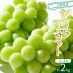 ショッピングふるさと納税 シャインマスカット ふるさと納税 笛吹市 2026年発送　シャインマスカット　3〜4房(計約2kg)