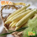 朝採れ プレミアム味来のヤングコーン50本
