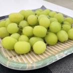 ふるさと納税 甲州市 【2026年発送】【訳あり】甲州市産シャインマスカットつぶつぶ 1kg