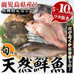 旬の天然鮮魚 BOXセット 5~10kg