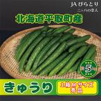 秀品キュウリ1箱Мサイズ 約5kg