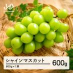 ふるさと納税 山辺町 《先行予約》シャインマスカット 秀品 1房(約600g)令和8年産 ns-busmx600