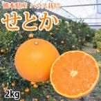 せとか みかん 2kg