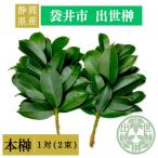 出世榊 本榊 純 さかき1対 2束