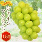 ショッピングふるさと納税 シャインマスカット ふるさと納税 時津町 長崎県産 シャインマスカット 約1.5kg