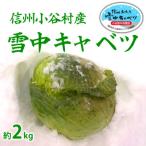 信州 雪中キャベツ 大玉 1玉