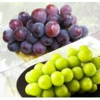 ショッピングふるさと納税 シャインマスカット ふるさと納税 観音寺市 シャインマスカット+赤or黒ぶどう1品種食べ比べセット　約1.2kg(各1房)