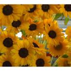 夏を代表する花 ヒマワリ切花50本