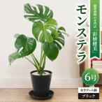 観葉植物 モンステラ 6号セラアート鉢 ブラック
