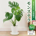 観葉植物 モンステラ 6号セラアート鉢 ホワイト