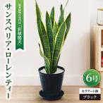 観葉植物 サンスベリア ローレンティー 6号セラアート鉢