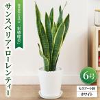 観葉植物 サンスベリア ローレンティー 6号セラアート鉢