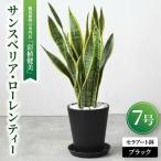 観葉植物 サンスベリア ローレンティー 7号セラアート鉢