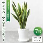 観葉植物 サンスベリア ローレンティー 7号セラアート鉢