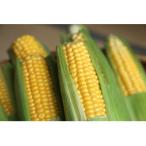 ふるさと納税 山辺町 【先行予約2026年産】訳ありとうもろこし ゴールドラッシュ1.8kg【朝獲れを産地直送】