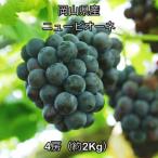 ブラックビート 約2kg
