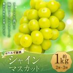 ふるさと納税 うきは市 【先行予約】 やりみず農園 農家厳選! シャインマスカット 2房から3房(約1kg)