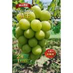 岡山産 完熟シャインマスカット 2房