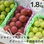 ふるさと納税 南アルプス市 《2026年度発送》シャインマスカット&クイーンニーナ詰め合わせ約1.8kg　ALPAJ046