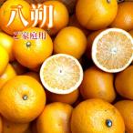 和歌山産の八朔 約10kg