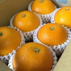 和歌山産 八朔 6玉×2箱