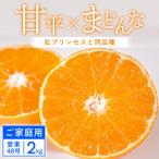 甘平×まどんな 2kg