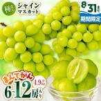 シャインマスカット まんでがん 約4.9kg