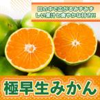 極早生みかん約7kg