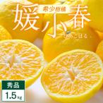 ふるさと納税 八幡浜市 媛小春 1.5kg 愛媛県 八幡浜市 西宇和地区 希少な幻の柑橘 黄色いみかん【C25-357】