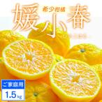 ふるさと納税 八幡浜市 【ご家庭用】媛小春 1.5kg みかん 愛媛県八幡浜市 西宇和地区 希少な幻の柑橘【C25-358】