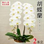 胡蝶蘭 スタンダード 2本立 NPO法人Alon