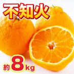 不知火 約8kg