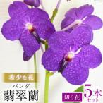 希少な花 華やかな恋の予感 翡翠蘭 バンダ