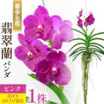 希少な花 心躍る 華やかな恋の予感 翡翠蘭