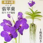 希少な花 心躍る 華やかな恋の予感 翡翠蘭