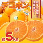 デコポン 約5kg