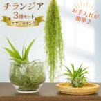 BI177 チランジア 3種
