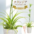 BI176 鉢植えで飾る チランジア フレクスオーサ
