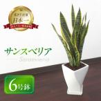 サンスベリア陶器鉢6号